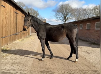 Hannoveraan, Merrie, 7 Jaar, 170 cm, Donkerbruin