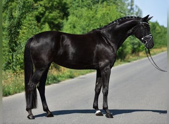 Hannoveraan, Merrie, 7 Jaar, 170 cm, Zwart