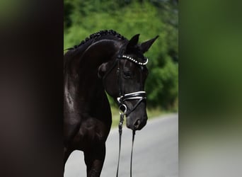 Hannoveraan, Merrie, 7 Jaar, 170 cm, Zwart