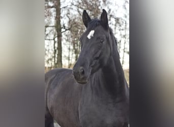 Hannoveraan, Merrie, 7 Jaar, 170 cm, Zwart