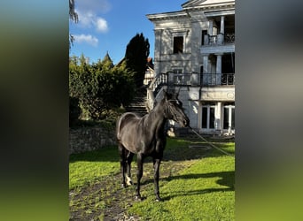 Hannoveraan, Merrie, 7 Jaar, 170 cm, Zwart