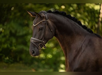 Hannoveraan, Merrie, 7 Jaar, 170 cm, Zwartbruin