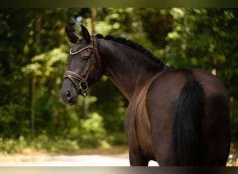 Hannoveraan, Merrie, 7 Jaar, 170 cm, Zwartbruin