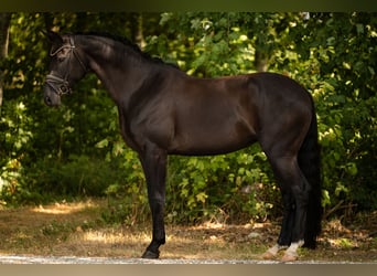 Hannoveraan, Merrie, 7 Jaar, 170 cm, Zwartbruin