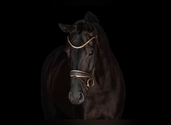 Hannoveraan, Merrie, 7 Jaar, 170 cm, Zwartbruin