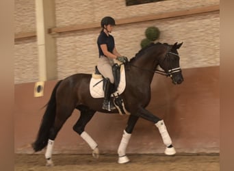 Hannoveraan, Merrie, 7 Jaar, 170 cm, Zwartbruin