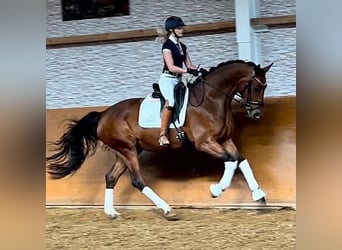 Hannoveraan, Merrie, 7 Jaar, 171 cm, Bruin