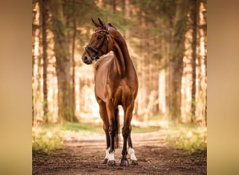 Hannoveraan, Merrie, 7 Jaar, 171 cm, Bruin