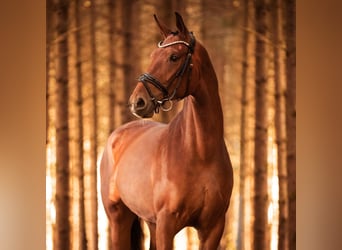 Hannoveraan, Merrie, 7 Jaar, 171 cm, Bruin
