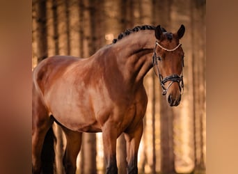 Hannoveraan, Merrie, 7 Jaar, 171 cm, Bruin