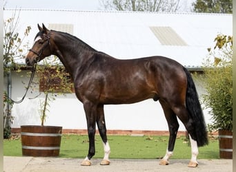 Hannoveraan, Merrie, 7 Jaar, 171 cm, Bruin