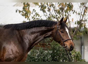 Hannoveraan, Merrie, 7 Jaar, 171 cm, Bruin