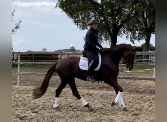 Hannoveraan, Merrie, 7 Jaar, 171 cm, Vos