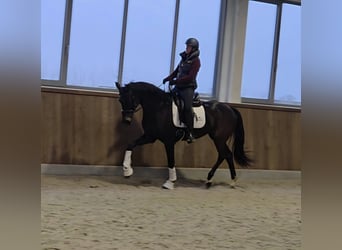 Hannoveraan, Merrie, 7 Jaar, 171 cm, Zwartbruin