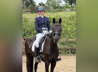 Hannoveraan, Merrie, 7 Jaar, 171 cm, Zwartbruin