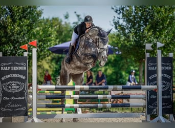 Hannoveraan, Merrie, 7 Jaar, 172 cm, Appelschimmel