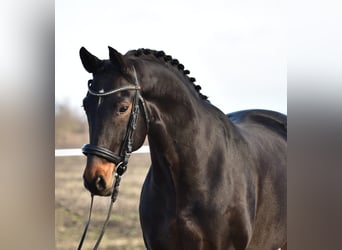 Hannoveraan, Merrie, 7 Jaar, 172 cm, Bruin