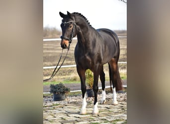 Hannoveraan, Merrie, 7 Jaar, 172 cm, Bruin