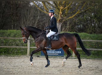 Hannoveraan, Merrie, 7 Jaar, 172 cm, Donkerbruin