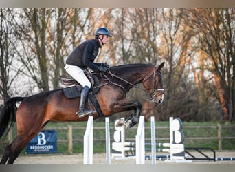 Hannoveraan, Merrie, 7 Jaar, 172 cm, Donkerbruin