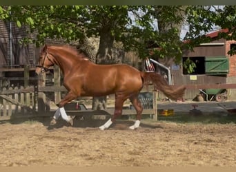 Hannoveraan, Merrie, 7 Jaar, 172 cm, Vos