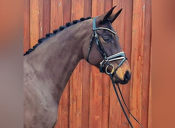 Hannoveraan, Merrie, 7 Jaar, 172 cm, Zwartbruin