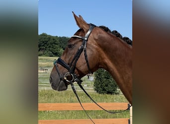 Hannoveraan, Merrie, 7 Jaar, 174 cm, Donkere-vos