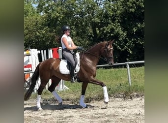 Hannoveraan, Merrie, 7 Jaar, 174 cm, Donkere-vos
