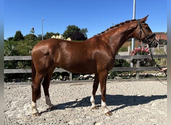 Hannoveraan, Merrie, 7 Jaar, 174 cm, Vos