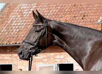 Hannoveraan, Merrie, 7 Jaar, 174 cm, Zwart