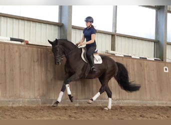 Hannoveraan, Merrie, 7 Jaar, 174 cm, Zwart