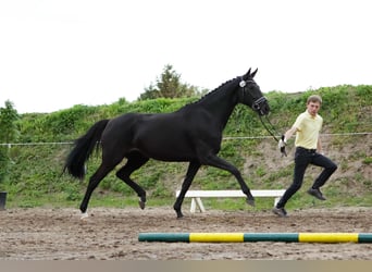 Hannoveraan, Merrie, 7 Jaar, 174 cm, Zwart