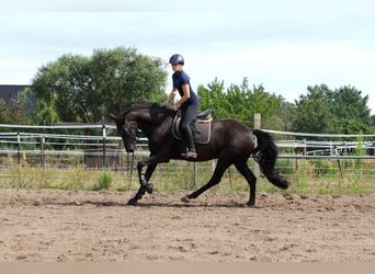 Hannoveraan, Merrie, 7 Jaar, 174 cm, Zwart