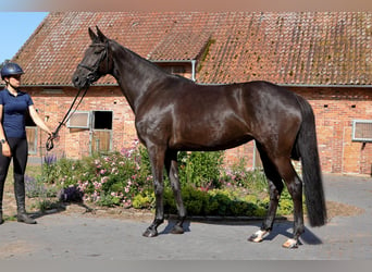 Hannoveraan, Merrie, 7 Jaar, 174 cm, Zwart