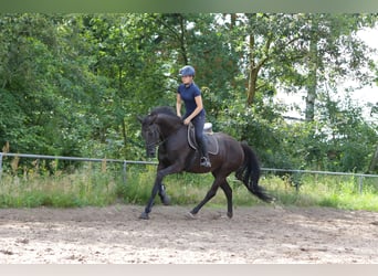 Hannoveraan, Merrie, 7 Jaar, 174 cm, Zwart