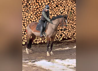 Hannoveraan, Merrie, 7 Jaar, 175 cm, Bruin