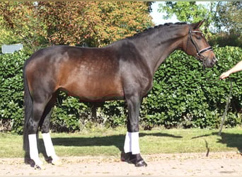 Hannoveraan, Merrie, 7 Jaar, 175 cm, Donkerbruin