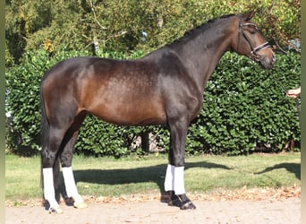 Hannoveraan, Merrie, 7 Jaar, 175 cm, Donkerbruin