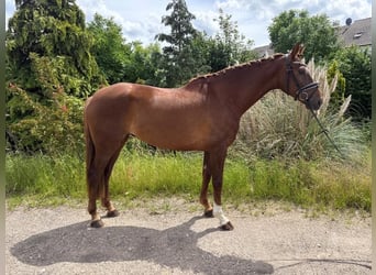 Hannoveraan, Merrie, 7 Jaar, 175 cm, Donkere-vos