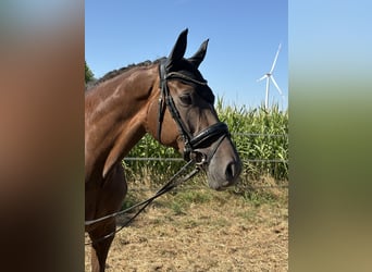 Hannoveraan, Merrie, 7 Jaar, 175 cm, Donkere-vos