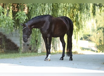 Hannoveraan, Merrie, 7 Jaar, 175 cm, Zwart