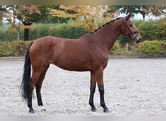 Hannoveraan, Merrie, 7 Jaar, Bruin