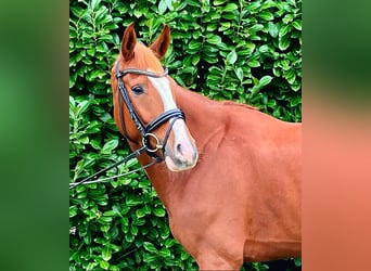 Hannoveraan, Merrie, 7 Jaar, Vos