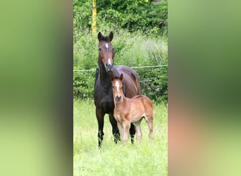 Hannoveraan, Merrie, 8 Jaar, 156 cm, Donkerbruin