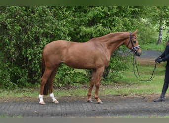 Hannoveraan, Merrie, 8 Jaar, 160 cm, Vos