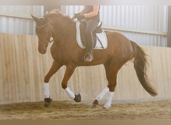 Hannoveraan, Merrie, 8 Jaar, 162 cm, Donkere-vos
