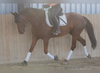 Hannoveraan, Merrie, 8 Jaar, 162 cm, Donkere-vos