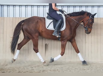 Hannoveraan, Merrie, 8 Jaar, 162 cm, Donkere-vos