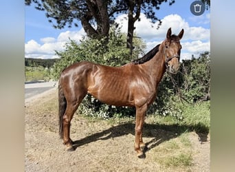 Hannoveraan, Merrie, 8 Jaar, 162 cm, Vos