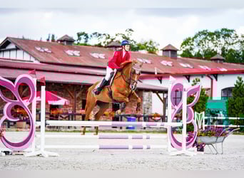 Hannoveraan Mix, Merrie, 8 Jaar, 163 cm, Donkere-vos